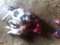 VAŞAK - Aydın'da Vahşi Hayvan Alarmı