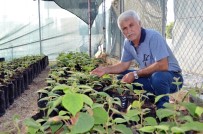 DOKU KÜLTÜRÜ - Erdemli Ziraat Odası Sertifikalı Kivi Fidanını 8 Liraya Düşürdü