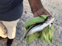 OLTA - Olta Avcıları Dikkat