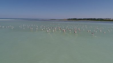 Van Gölü'nde Flamingoların Dansı
