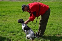 AV KÖPEĞİ - Av Köpeği Eğitimde Dikkat Edilmesi Gerekenler
