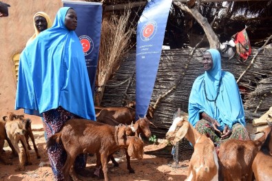 TİKA'dan Nijer'de Kadınlara Küçükbaş Hayvan Desteği