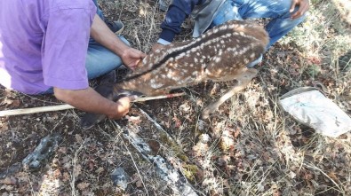 Üniversite Öğrencisi Çoban Yaralı Karaca Yavrusunu Kurtardı.