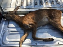 ÇIÇEKPıNAR - Köpeklerin Saldırısına Uğrayan Yavru Karaca Öldü