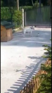 Küçük Köpeğin Büyük Köpeğe Oyunu Kamera Tarafından Kaydedildi