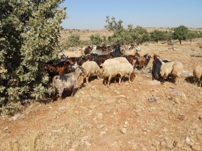 Midyat'ta Kurbanlık Fiyatları El Yakıyor