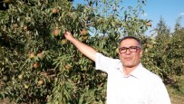 KARAHıDıR - Deveci Armudunu Güneş Vurdu, Çiftçi Erteleme Bekliyor