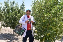 TARIM İLACI - Faydalı Böcekler Kayseri'de İş Başında