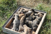 Kangal Cinsi Köpek Tek Batında 17 Yavru Doğurdu Haberi