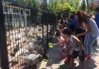 Mini Hayvanat Bahçesi, Sahipsiz Ve Bakıma Muhtaç Hayvanlara Yuva Oldu