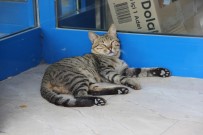SOKAK KEDİSİ - Sıcaktan Bunalan Kedi Marketin Kapısını Mesken Tuttu