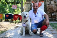 TARİHİ SAAT KULESİ - Turizm Elçisi Kedilerin Koruması Fenomen Köpek 'Aras'