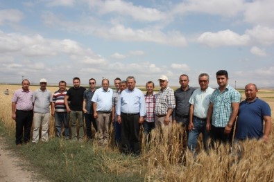 Yeni Geliştirilen Buğday Çeşitleri