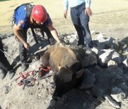 YARDIM TALEBİ - 25 Metre Derinlikteki Kuyuya Düşen Dana Kepçe İle Çıkarıldı