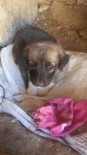 İÇMELI - Annelerini Vurulan Köpekler, Öksüz Kaldı