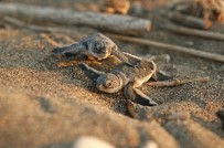 DAVULTEPE - Başkan Tarhan, Halkı Yavru Deniz Kaplumbağalara Karşı Uyardı