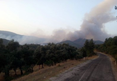 Bayındır'da Orman Yangını