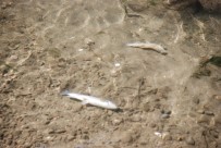 ÖLÜ BALIK - Behzat Deresi'nde Balık Ölümleri Korkuttu