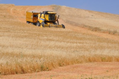 Muş'ta Buğday Ve Arpa Hasat Dönemi Başladı