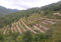 Ordu'da 6 Ayda 1,4 Milyon Fidan Üretildi