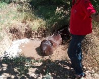 KAYISI BAHÇESİ - Su Dolu Çukura Düşen Atı İtfaiye Ekipleri Kurtardı