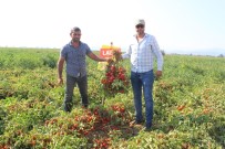 F1 - Süper Erkenci Domates Çeşidinin Hasadı Başladı