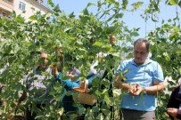 KERIM AKSU - Belediye Başkanı Bahçeye Girdi, Fasulye Topladı