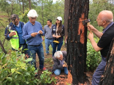 TİKA'dan Orman Zararlılarına Karşı Mücadelede Orta Amerika Ülkeleri İle Tecrübe Paylaşımı