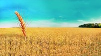 AŞIRI YAĞIŞ - Buğdayda Kuraklık Ödemeleri Başladı