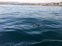 Fatsa'da Ölü Yunus Karaya Vurdu