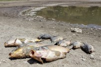 ÖLÜ BALIK - Göletteki Yüzlerce Balık Oksijensizlikten Öldü