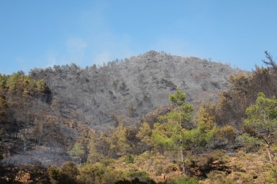 Marmaris'teki Orman Yangını Söndürüldü