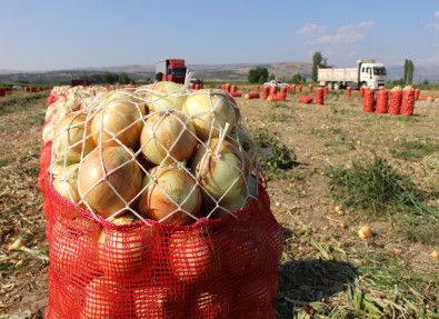 Soğanın Fiyatı Tarlada İki Kat Arttı