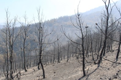 Bayındır'daki Yangında Soğutma Çalışmaları Sürüyor