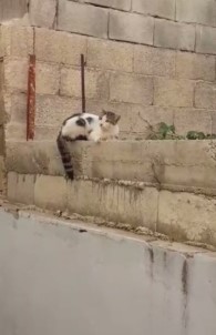 Çatıdan atlayan kedi demire saplandı