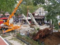 ASIRLIK ÇINAR - Çengelköy'de Fırtınada Devrilen Asırlık Çınar Tekrar Yerine Dikildi