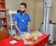YAVRU KÖPEK - Hayvanseverin Sahiplendiği Felçli Köpek Tedavi Altına Alındı