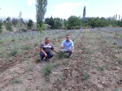 Simav'daki Lavanta Deneme Üretiminde Olumlu Sonuç