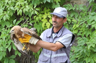 Talas'ta Bulunan Yaralı Atmaca Tedavi Altına Alındı