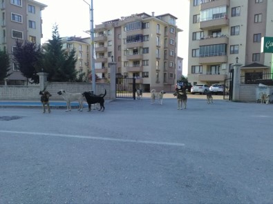 Bursa'da Köpek İstilası