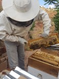 Nallıhan'da Arı Üreticileri 2017 Yılı Bal Hasadına Başladı