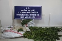 HINT KENEVIRI - Cezaevinden Kaçtı, Kenevir Yetiştirirken Yakalandı