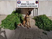 UYUŞTURUCU OPERASYONU - Sivas'ta 2 Bin 331 Kök Hint Keneviri Ele Geçirildi