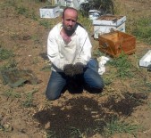 HALITPAŞA - 3 Milyon Arı Telef Oldu