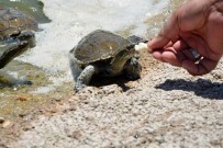 BALıKESIR ÜNIVERSITESI - Kampüsteki Kaplumbağaları Dekan Besliyor