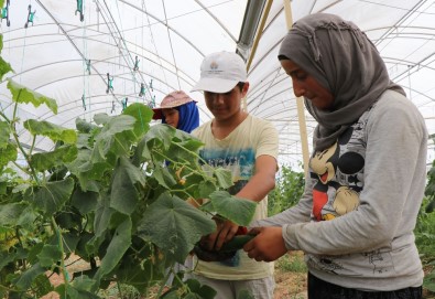 Suriyeliler Konteyner Kentte Kendi Sebzelerini Üretiyor