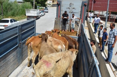 Adilcevaz'da 12 Genç Çiftçiye 72 Büyükbaş Hayvan Dağıtıldı