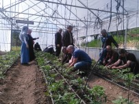 ÇALıŞMA VE SOSYAL GÜVENLIK BAKANLıĞı - BAYDER, Seracılar Yetiştiriyor