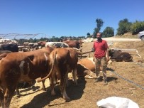 ALI DURSUN - Düzce'de Kurbanlıklar Pazara İndi