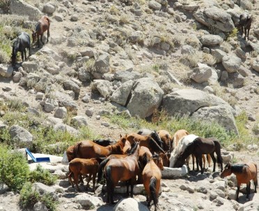 Karaman'daki Yılkı Atlarının Sayısı Kontrollü Olarak Azaltılacak